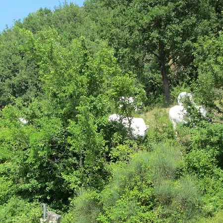 Casale Le Fontanelle Couette-café Monte Grimano Terme